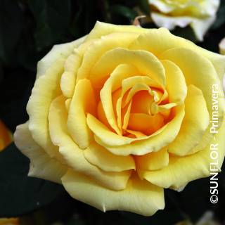 ©SUNFLOR - Primavera